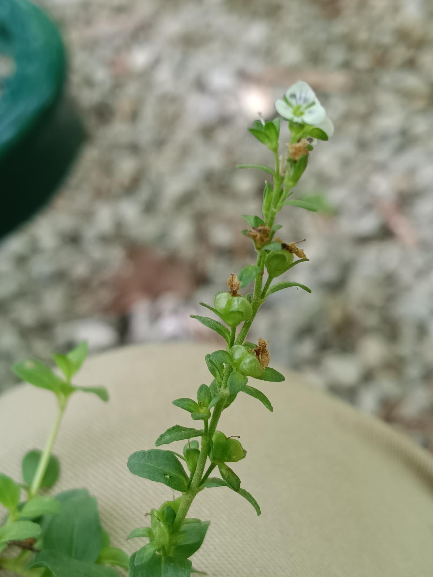 Veronica serpyllifolia subsp. serpyllifolia image